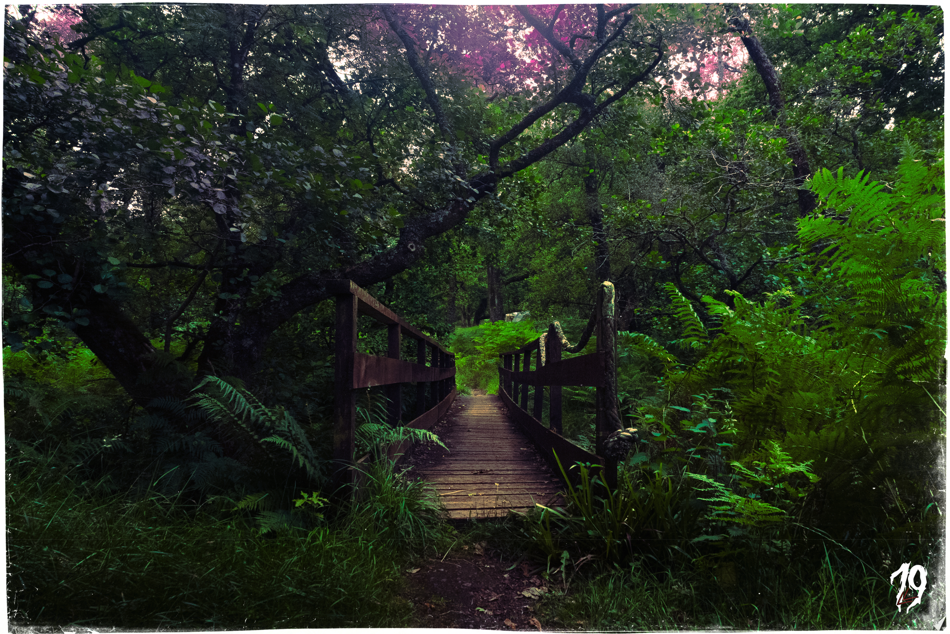 Wooden bridge in a lush green forest